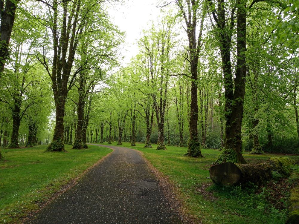Gently curving, dark gray asphalt driveway or path that winds through a lush, verdant forest. The path starts from the bottom centre and gracefully leads towards the middle distance, disappearing between the trees. Flanking the path are rows of tall, slender deciduous trees, predominantly exhibiting a vibrant light green, spring foliage. Their trunks are textured, many showing patches of moss, adding to their organic character. A large, moss-covered log lies partially visible at the lower right, near the path's edge, seemingly felled or resting naturally. No people or animals are present.