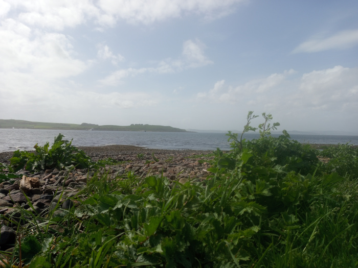 Foreground of lush, vibrant green vegetation, primarily low-lying plants with broad, slightly serrated leaves, possibly a type of groundcover or weed. These plants occupy the lower two-thirds of the frame, growing densely and unevenly across a rocky shoreline. A few taller, slightly more spindly plants with small yellow-green flowers punctuate the foreground vegetation near the center. Scattered amongst the vegetation are smooth, dark-grey and brown rounded stones, forming a pebble beach that extends to the mid ground. There are no people or animals visible. A piece of driftwood is partially visible in the bottom left corner near the rocks. The scene is a tranquil coastal landscape. The midground reveals a stony beach stretching to a calm body of water, a sea or loch. The background displays a low-lying, gently rolling landmass, a far shore or island, of a muted green-grey hue. The sky is a light, hazy blue with fluffy white cumulus clouds scattered across it, creating a soft, diffused light.