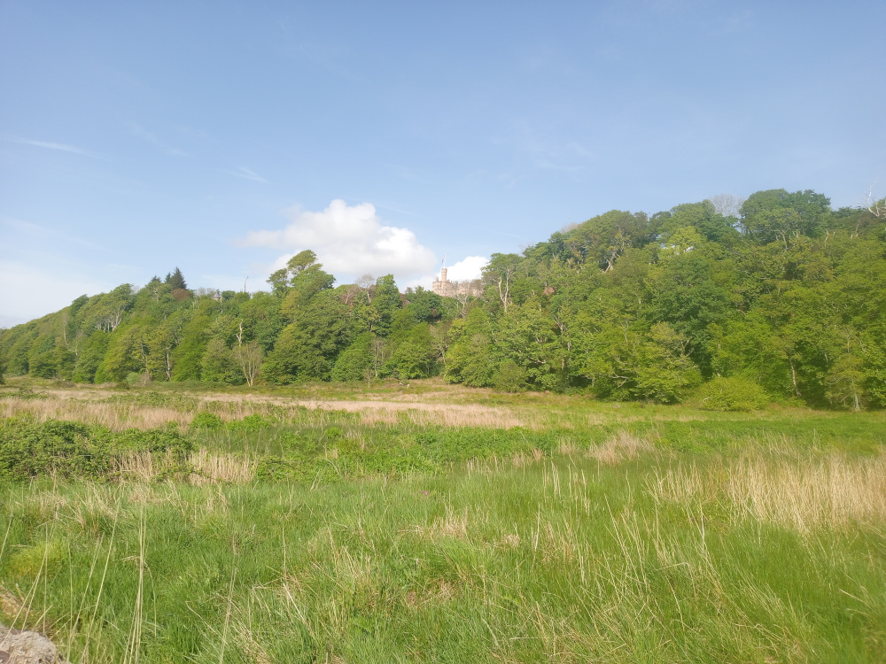 The image is devoid of human presence. The main objects are: a lush, verdant field in the foreground, dominated by tall grasses of varying shades of green and yellow-brown, interspersed with patches of low-lying shrubs and vegetation. Beyond this field is a dense, hilly woodland rising to a noticeable crest. Partially visible atop this hill is a stone structure, appearing like a castle or large building, light beige or tan in color. Its details are obscured by distance. The foreground field displays a natural, slightly wild appearance, not perfectly manicured. The woodland is a rich tapestry of green, showing variation in foliage density and shades of green, implying different tree species. The sky is a clear, light blue with a single, fluffy white cumulus cloud near the woodland's crest, providing soft, diffuse light across the scene. The light suggests it's likely midday, with shadows relatively soft. The overall colour palette is natural and calming – greens, browns, and blues dominate, with the slight tan of the distant building.