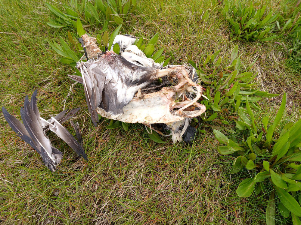 Decaying remains of a bird, seemingly a seabird judging by its wing structure. Its position is slightly off-centre, lying on its side amidst short, grassy vegetation. The bird's skeleton is partially exposed, with visible skull and rib cage structures, while remnants of its feathers are still clinging to the bones, creating a mottled effect of off-white bone and dark-grey/brown feathers. One wing lies mostly intact near the body while the other wing is splayed outwards, detached from the main body but still connected at the joint. The overall state suggests advanced decomposition.