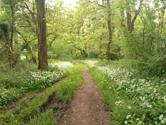 Dirt path, meandering gently through a lush woodland. The path is unpaved, light brown and slightly uneven, showing some wear and possibly damp patches. It is lined on both sides by dense, vibrant vegetation. The vegetation is primarily composed of two types of flowering plants: a carpet of Ramsons (wild garlic) with its characteristic star-shaped white blossoms creates a soft, unbroken line along the sides of the path, while patches of bluebells (visible mostly on the left) add splashes of vivid blue to the scene. No people or animals are present in the image.