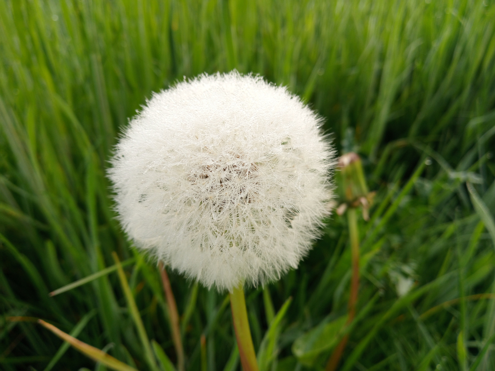 Mature dandelion seed head, a perfect sphere of fluffy, white pappus. Each individual seed is barely visible, yet collectively they create a cloud-like texture. The seed head is densely packed, appearing almost perfectly round. Minute droplets of dew cling to the delicate hairs, giving it a glistening, ethereal quality. The stem supporting the seed head is slender and pale green, almost translucent, slightly blurred in the foreground, suggesting a shallow depth of field. A blurred, out-of-focus second dandelion stem and seed head is partially visible in the background to the right, highlighting the central dandelion's prominence.