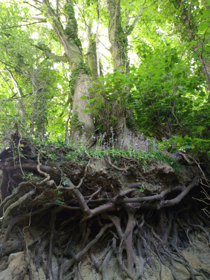 Sprawling network of tree roots, exposed and clinging to a steep embankment of earth. These roots are thick, gnarled, and dark brown, extending in a chaotic yet visually compelling pattern across the lower two-thirds of the frame. They are the main focus, creating a sense of both strength and vulnerability. Above the roots, nestled in the exposed soil, are a few delicate sprays of light purple bluebells, adding a touch of vibrant colour and delicate life to the scene.