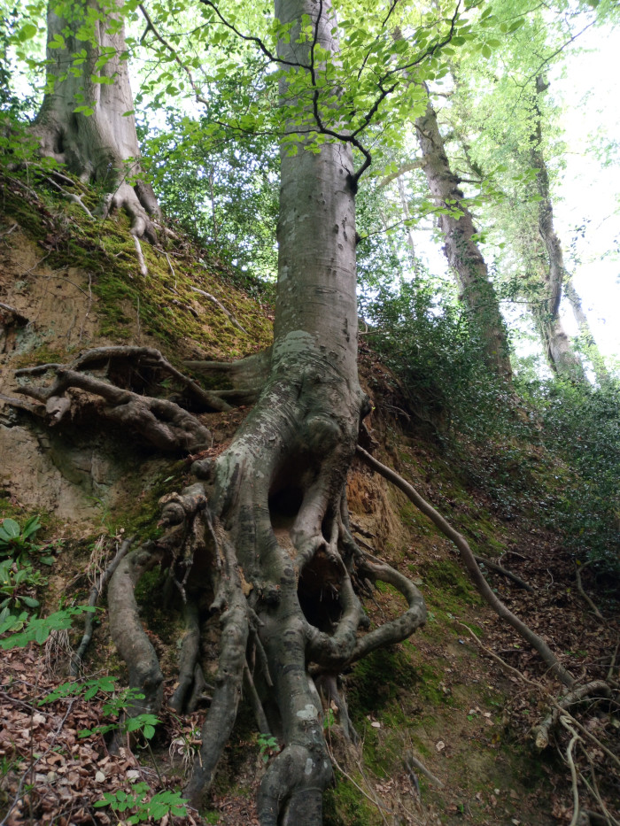 Large, mature tree, its thick, gnarled roots dramatically exposed and gripping a steep, mossy embankment. The tree trunk is light grey-brown, vertically oriented, and noticeably textured with ridges and crevices. A large, irregular cavity is visible near the base of the trunk, partly hidden within the dense root system. The roots themselves are thick, intertwined, and spread out widely across the bank, some extending horizontally, others curving downwards, creating a visually captivating network. Another tree, similar in species, stands further up the bank to the left, its roots also partially visible in the mossy soil. Both trees appear ancient, exhibiting the marks of time and environmental pressure.