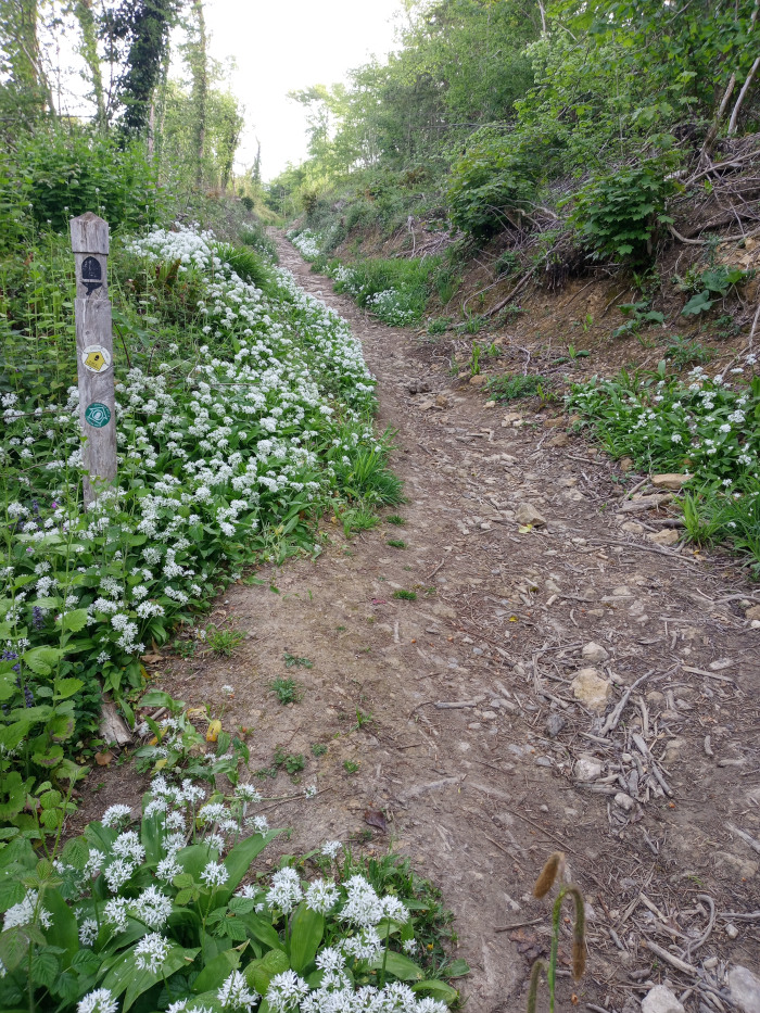 Dirt path, the central focus, meanders through the scene. It's composed of packed earth, small stones, and scattered twigs and branches, suggesting a natural, unpaved track, worn smooth by foot traffic. Abundant patches of wild garlic with their characteristic white, star-shaped blossoms carpet the path's edges, particularly densely on the left, creating a vibrant contrast against the muted browns and greens of the path and surrounding foliage. The garlic is in full bloom.