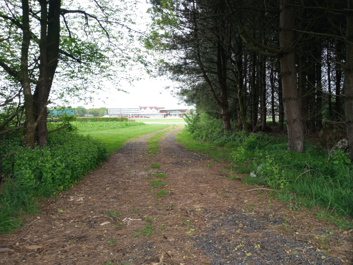 Dirt path, light grey-brown in colour, speckled with pine needles and small gravel, winding from the foreground towards a distant building. The path is flanked by lush vegetation. On the left, a stand of young trees and low-lying greenery, predominantly green with hints of white wildflowers, creates a soft, natural border. To the right, a denser, darker line of mature pine trees forms a more imposing, shadowed wall. The trees vary in height and thickness, their trunks mostly dark brown and grey, with some showing textured bark. In the far background, a low, light-coloured building, possibly a racecourse grandstand, with a reddish-brown roof section is visible.