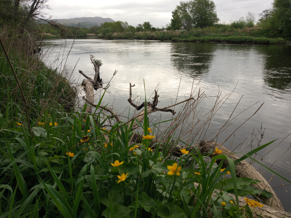 Lush bank of vibrant green grasses and reeds, punctuated by a scattering of bright yellow marsh marigolds (Caltha palustris). These flowers are blooming profusely, their petals a sunny contrast to the deep green foliage. The bank slopes gently down to a calm river. Dead, grey-brown fallen trees, bleached by the elements, lie partially submerged and strewn along the riverbank, some extending into the water. They are weathered and gnarled, showing signs of age and decay, creating a natural, organic framework for the scene. The trees are not actively doing anything; they are simply part of the landscape.