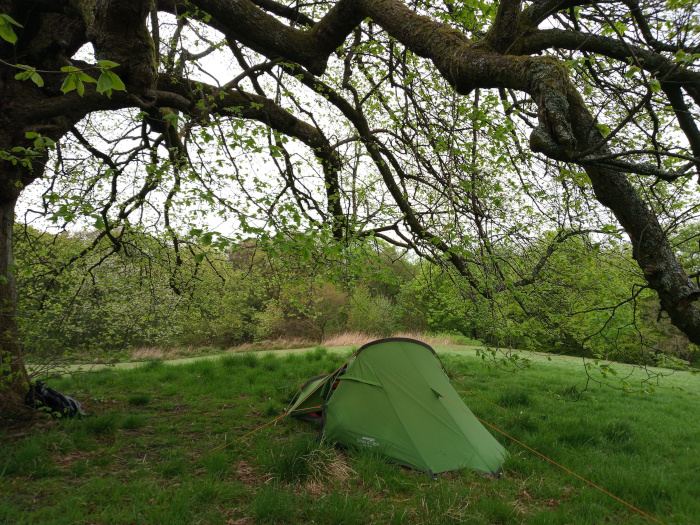 Green, single-person tent pitched in a grassy clearing. It's a dome-style tent, slightly angled, with its entrance facing slightly to the right of the frame. A slender, orange-toned guyline stretches from the tent's corner to the right, suggesting a slightly taut pitch. A partially visible dark-coloured backpack lies to the left, near the base of a large tree, implying camping activities are underway. No people are present. The scene is bathed in soft, natural daylight, suggesting either early morning or late afternoon. The lighting is diffuse, with no harsh shadows, indicating an overcast sky or dappled sunlight filtering through the foliage. The dominant colours are the rich green of the grass, the bright, almost lime green of the tent, and the varied browns and greens of the extensive tree canopy overhead. The trees in the background show lush, spring/early summer foliage, ranging in shades from light to deep green. The environment is a serene woodland setting. A large, gnarled tree with thick, mossy branches dominates the upper half of the frame, creating a natural canopy over the tent. The tree's branches reach far out, almost engulfing the scene, creating a protective yet open feel. The background consists of a low-lying area of trees and undergrowth, creating a depth of field that leads the eye from the foreground to the middle ground. The grassy area where the tent is pitched is relatively flat and unblemished, except for the tent and backpack.