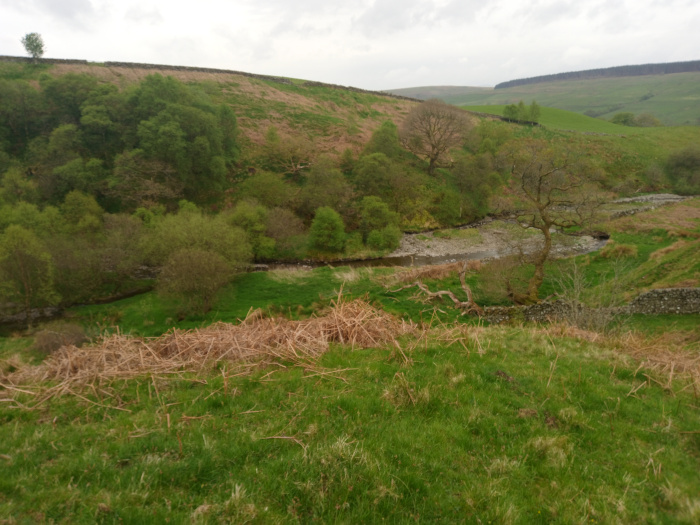 Pastoral scene dominated by a gently flowing stream that meanders through a verdant valley. The stream, light brown and relatively shallow, occupies a central position, slightly off-center towards the left. Its banks are lined with lush green grass and dotted with small shrubs and trees. The most prominent feature besides the stream is a large, mature deciduous tree standing near the right bank, its branches reaching upwards towards the overcast sky. Other smaller trees and shrubs are scattered along the stream and up the slopes of the valley. A low stone wall is visible in the lower right, snaking along the edge of the hill. In the foreground, there's a swathe of dry, brown, and tangled brush, possibly bracken or other scrub, contrasting with the vibrant green grass surrounding it. No people or animals are present.