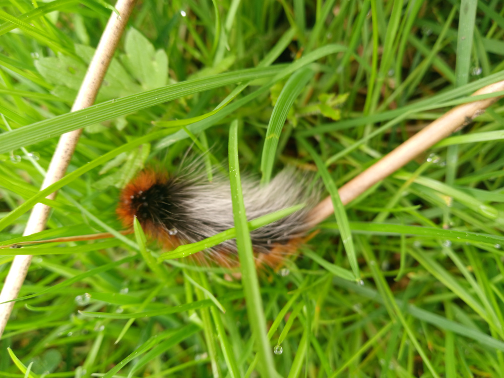 Fuzzy, caterpillar-like larva nestled within tall blades of bright green grass. Its body is predominantly a deep, rich black with striking bands of reddish-orange along its sides. The fur or hairs covering its body are long and somewhat splayed, giving it a slightly unkempt, yet plush appearance. The caterpillar's head is partially obscured, but the visible segments showcase the color contrast. It seems to be resting or simply present in the grass, exhibiting no active movement in the still image. Two light brown, slender, slightly out-of-focus sticks or branches criss-cross in front of and behind the caterpillar, partially obscuring its body. The setting is an outdoor scene of lush, vibrant green grass, creating a vivid natural backdrop. The grass blades are long and slender, slightly wet with dew visible as tiny, glistening droplets on the leaves. The overall lighting appears soft and diffused, suggesting an overcast day or soft, ambient light. The color palette is primarily dominated by the contrasting greens of the grass and the orange and black hues of the caterpillar. The brown sticks introduce a warmer, earth tone element.
