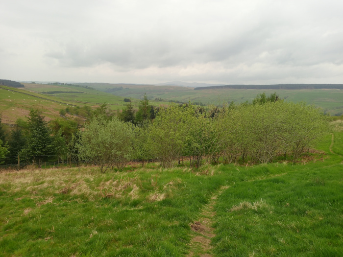 Gently sloping grassy hill, foregrounded by a newly planted copse of young, light green deciduous trees. These trees form a somewhat irregular line, thicker in the center and thinning towards the edges, creating a natural, unkempt appearance. A faint, barely visible dirt path meanders through the foreground grass, leading towards the copse and beyond. In the mid-ground, a wire fence is subtly visible separating the copse from a more established field. The background reveals rolling hills, mostly green pastureland dotted with clumps of darker, possibly coniferous, trees. A few sheep can be discerned as small white specks on the distant hillside. The scene is bathed in a soft, diffused light, suggesting an overcast day. The sky is a uniform, light grey, devoid of harsh shadows or strong sunlight.
