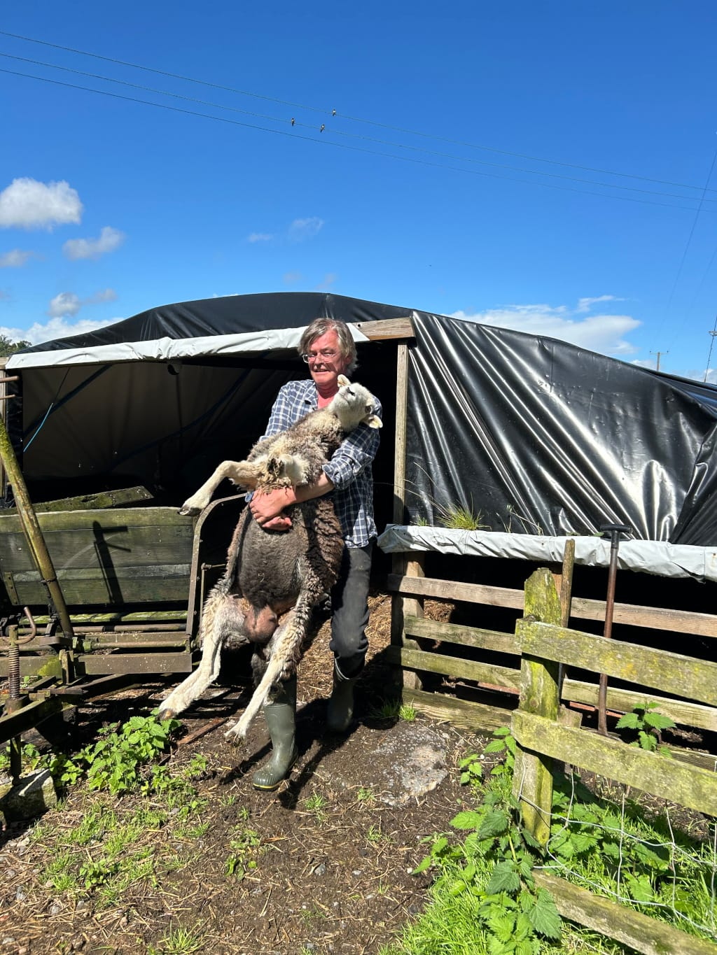 charlie struggling lifting a herdwick mother ewe over a gate from inside the polytunnel