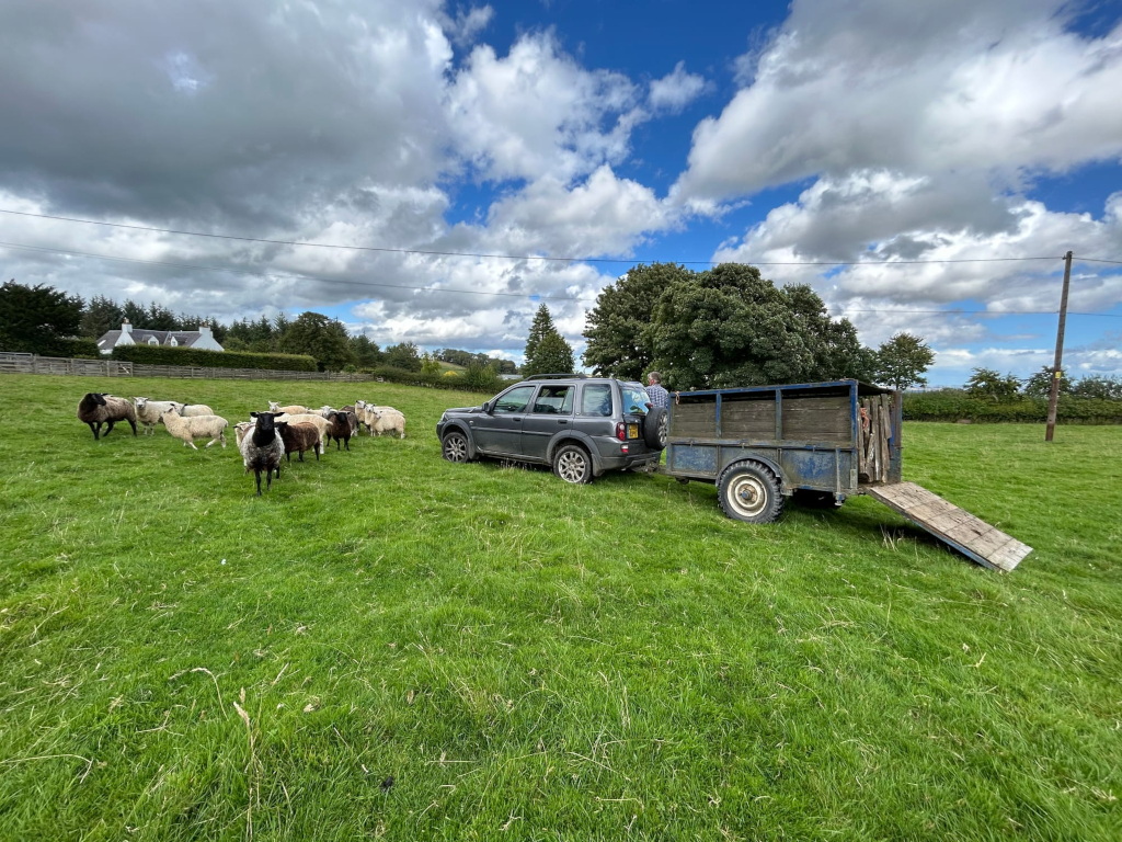 sheep released from a trailer connected to Charlies grey freelander, lambs appear happy to be at grasskeep