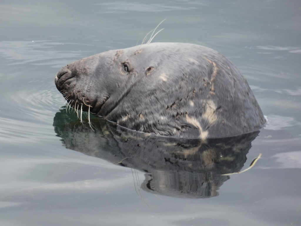 grey seal rises from murky grey harbour water