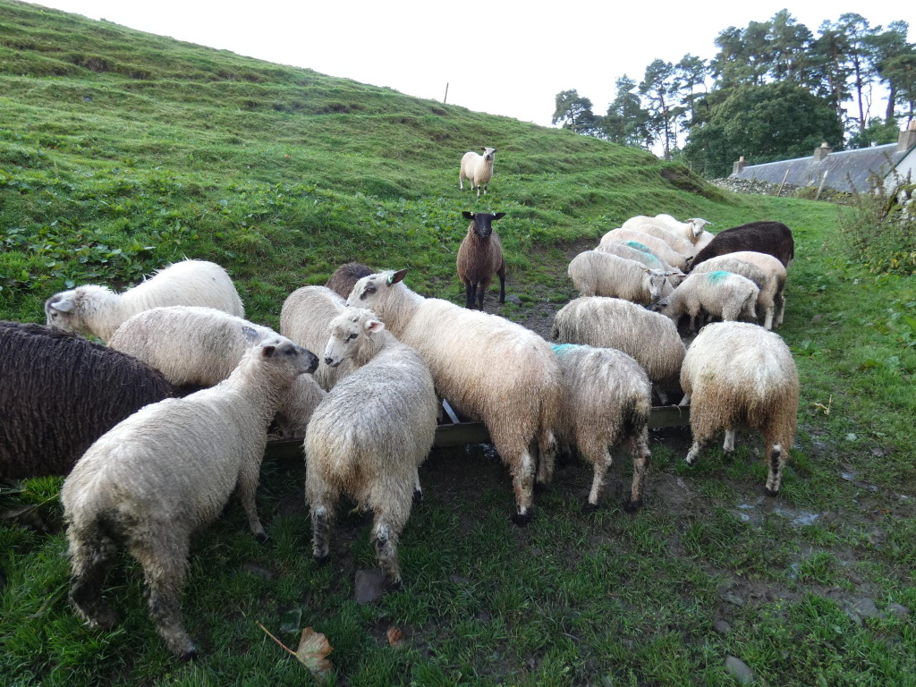 white and black teeswater ewe lambs feeding from a trough by a steep grass embankment