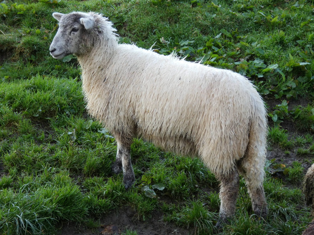 a ewe lamb stands tall along the farmhouse embankment