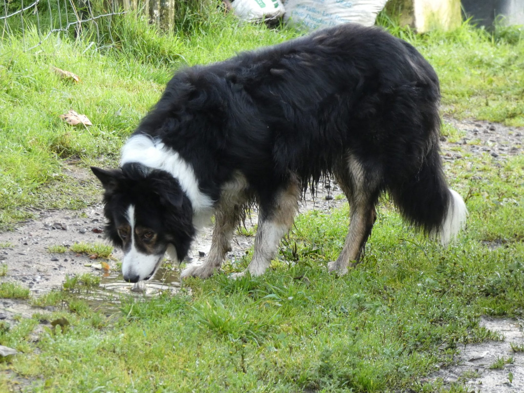 sam the sheep dog licks rain water from a filthy puddle