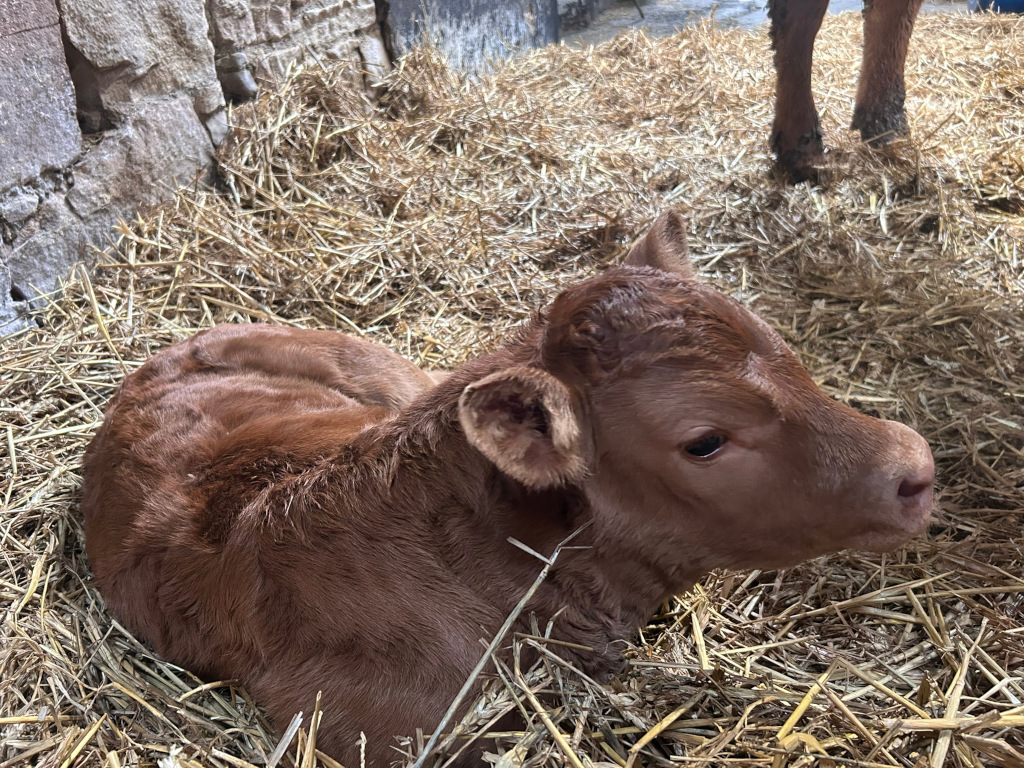 a young ginger baby calf lays down length ways beside the feet of her mother