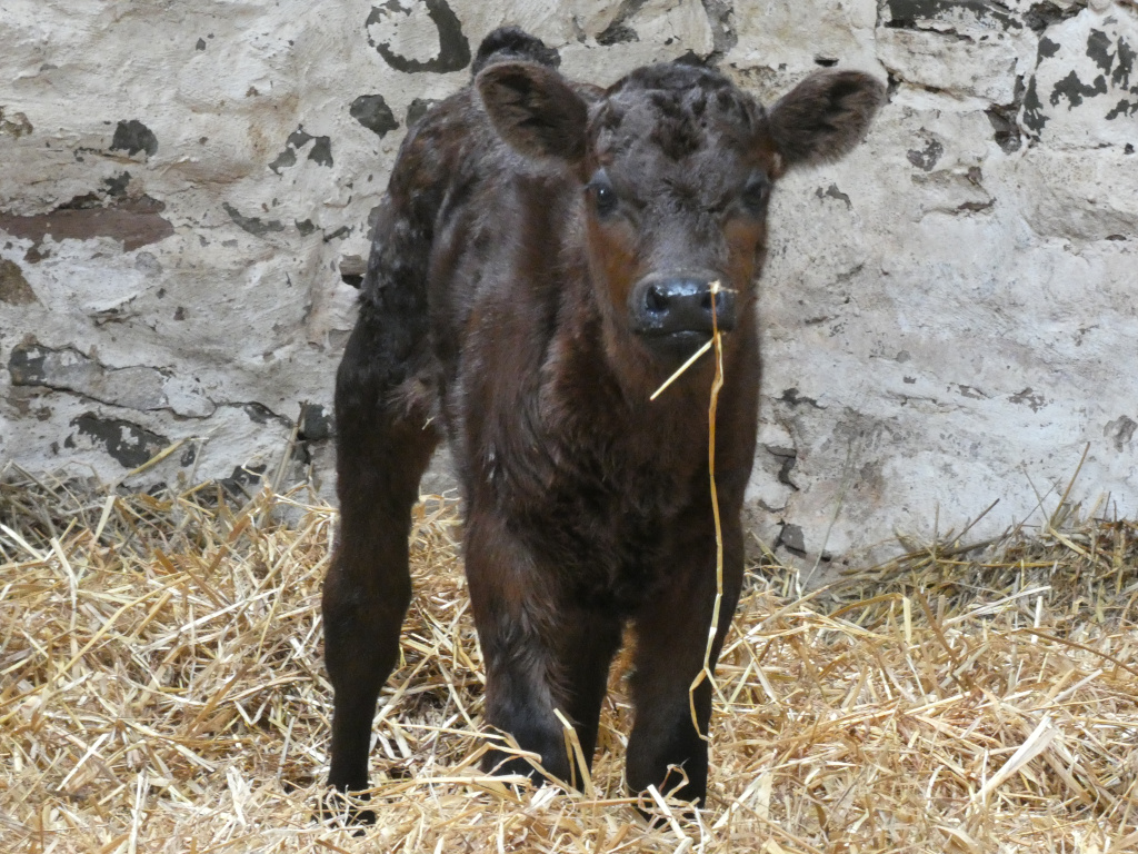 Inside a barn covered with straw a young brown baby cafe stands at distance facing the camera lens