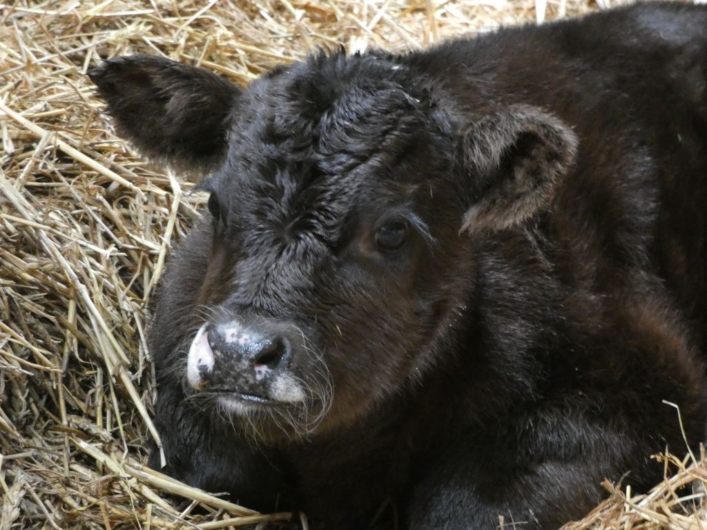 a young brown calf lays down onto straw, had raise staring into the distance contented