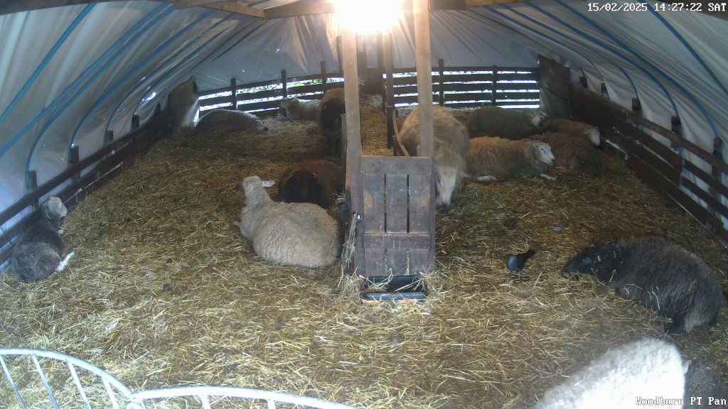 fat mother ewes in lamb rest awkwardly inside a poly tunnel, monitored by CCTV