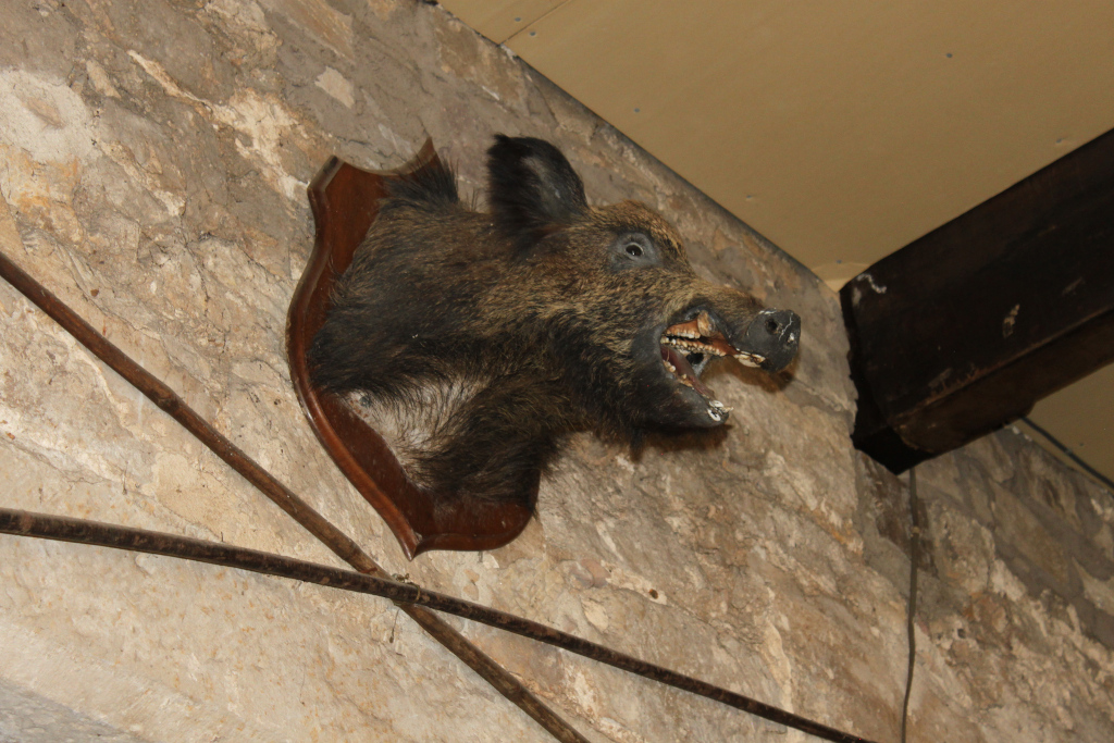 Taxidermy boar's head mounted on a dark wooden plaque against a rough stone wall. Two dark, possibly wooden, poles or rods cross in the foreground. The boar's mouth is open, revealing its teeth. The overall impression is one of a rustic, perhaps hunting-related, interior setting.