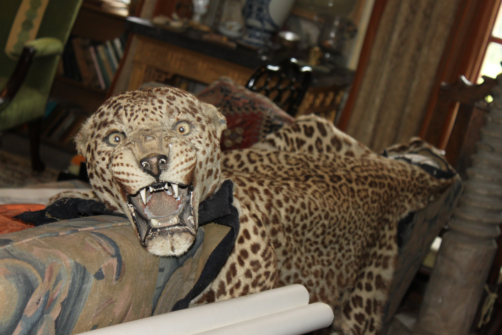 Taxidermy leopard rug draped over a piece of furniture in a dimly lit room. The leopard's head is positioned at the forefront, its mouth open in a snarling expression. The background is blurred but suggests a well-furnished, possibly antique, interior.