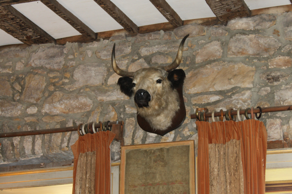 Taxidermy cow head mounted on a stone wall. The wall is part of a room with an exposed wooden ceiling and orange curtains hanging on a rod below the mounted head. A framed piece of artwork is visible below and to the side of the cow's head.