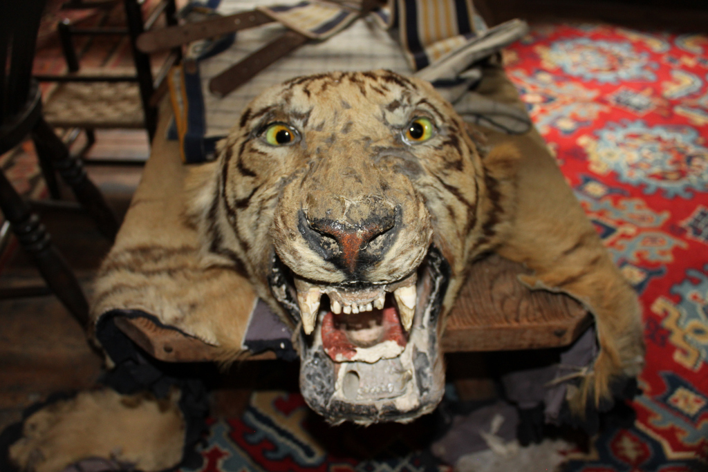 Taxidermy tiger head and shoulders mounted on what appears to be a wooden surface. The tiger's mouth is open, revealing its teeth. The background is a patterned rug.