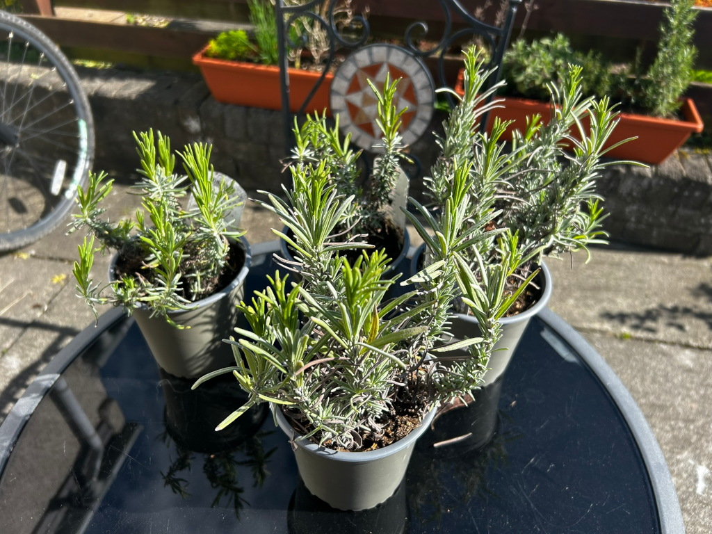 Four potted lavender plants sitting on a dark-coloured glass-topped table outdoors. The plants are young and relatively small, with silvery-green foliage. They are arranged together, and the background shows a part of a patio with other plants. The overall impression is one of a sunny day and newly planted herbs.