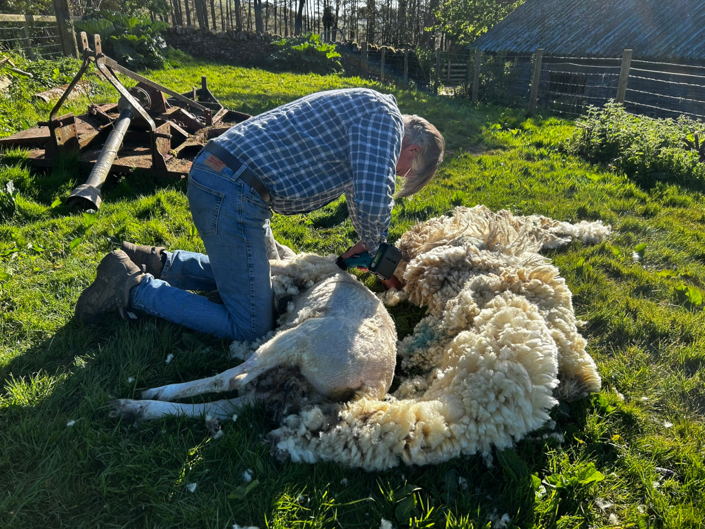 Charlie kneeling in a grassy field, shearing a sheep with an electric shearing tool. The sheep's fleece is largely removed, lying around it on the ground. A piece of farm equipment is visible in the background.