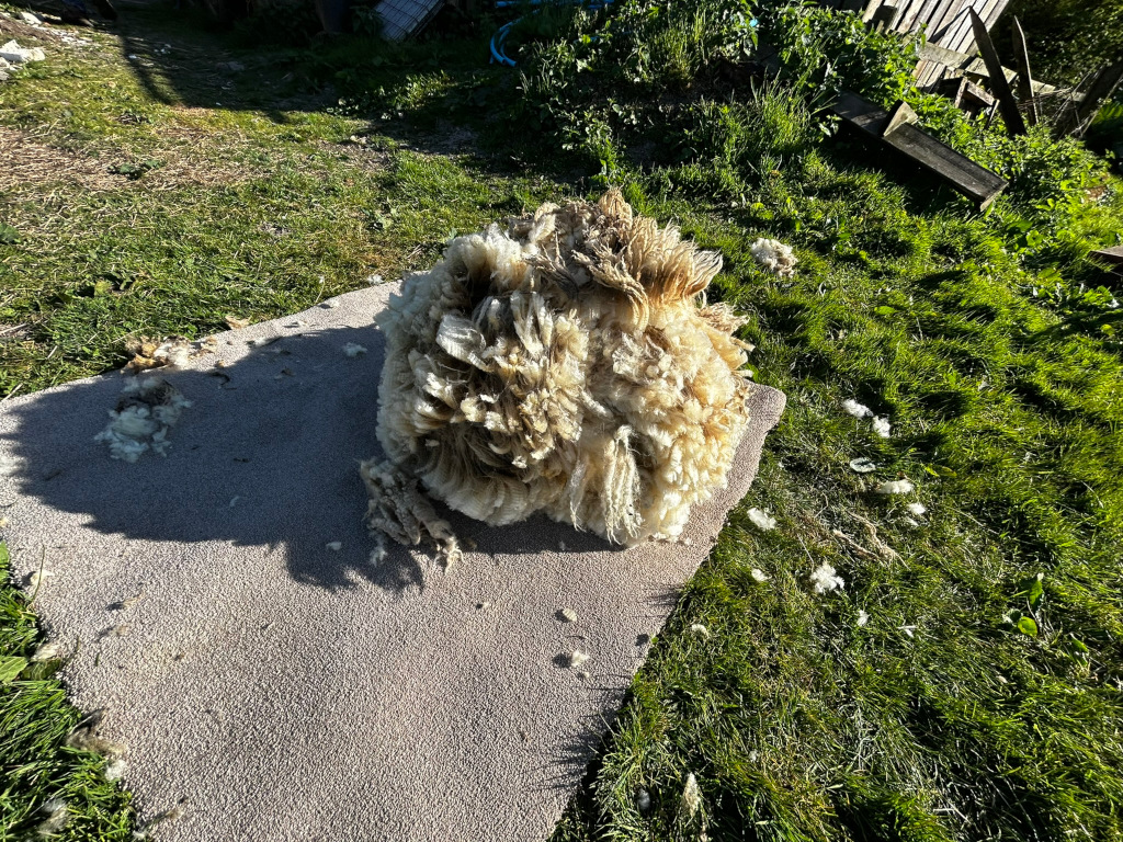 A large clump of freshly shown sheep's wool lying on a grey mat in a grassy area. The wool is light beige and appears very fluffy. Small pieces of wool are scattered on the ground around the mat, indicating the recent shearing process. The setting appears to be a rural or farm environment.