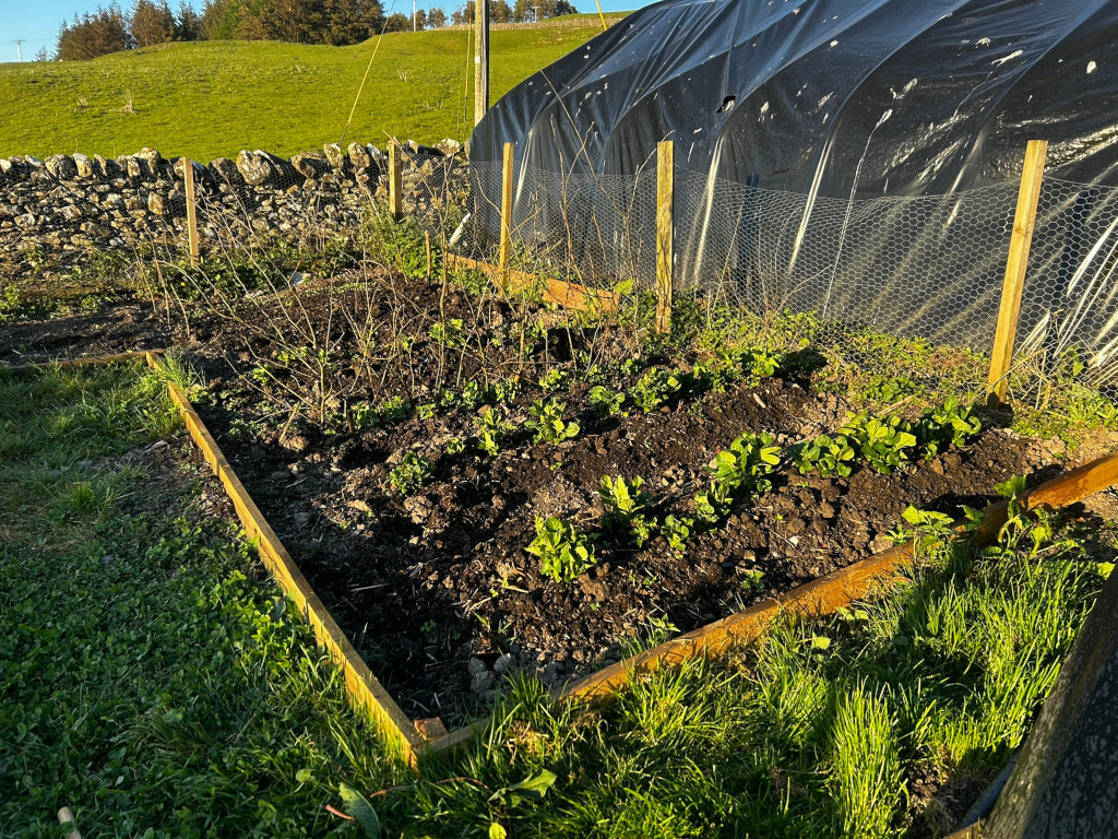 Raised garden bed, constructed from wood, situated in a rural setting. The bed contains young, leafy green plants, possibly seedlings, growing in dark soil. A wire mesh fence and a black plastic covering are visible in the background, suggesting a protective structure for the garden. The overall scene is one of a simple, perhaps newly established, vegetable garden in a verdant landscape.