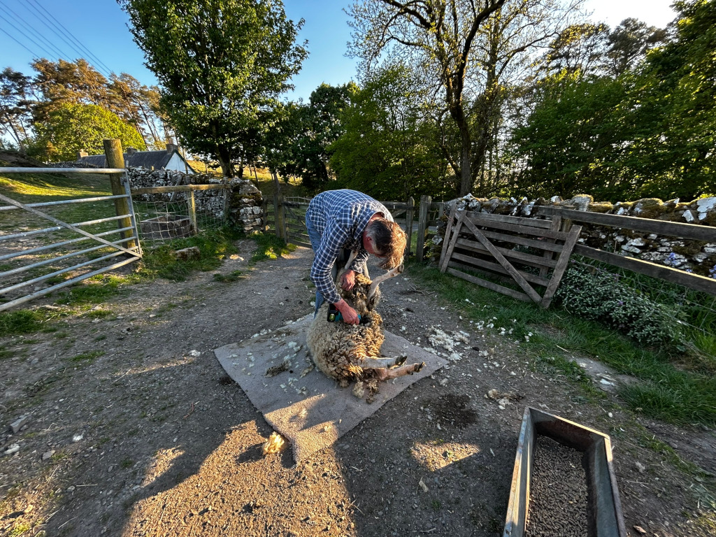 The image shows Charlie shearing a sheep in a rural setting. He is bent over the sheep, which lies on a mat on the ground, carefully removing its fleece. The scene is peaceful, bathed in the warm light of late afternoon or early evening. A rustic stone wall and wooden gate are visible in the background, along with some trees and a small building in the distance. A trough containing feed is visible in the lower right corner.