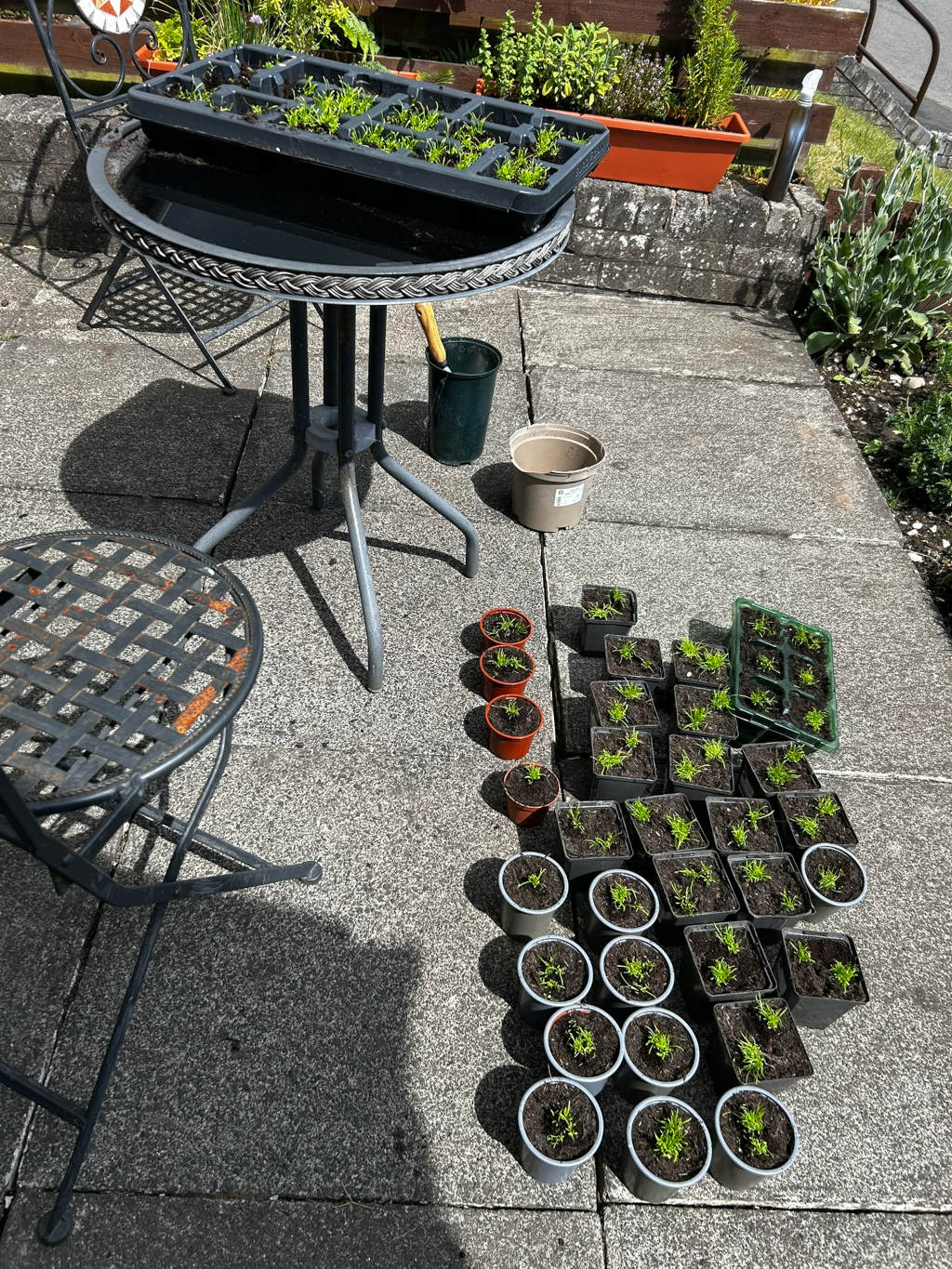 Patio scene where gardening is taking place. A small metal table holds a seedling tray. Surrounding the table are numerous small pots, many containing young seedlings, suggesting a transplanting or potting-on process is underway. Various gardening tools and containers are also visible. The overall mood is one of quiet, outdoor activity.