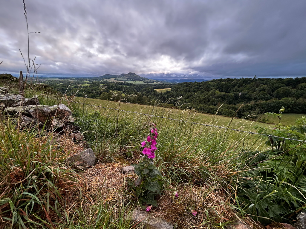 Picturesque landscape, dominated by a vast expanse of rolling green hills and a dark, cloudy sky. A low stone wall runs across the foreground, partially obscured by tall grasses. In the foreground, a vibrant purple foxglove stands out against the muted tones of the landscape. In the mid-ground, a verdant forest stretches across the horizon. A distant hill, possibly volcanic in appearance, is visible in the background. The overall mood is serene yet somewhat dramatic due to the looming clouds.
