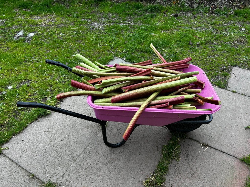 Pink wheelbarrow filled with freshly harvested rhubarb stalks sits on a paved surface next to a grassy area. The rhubarb is predominantly green and red, showing varying degrees of ripeness.