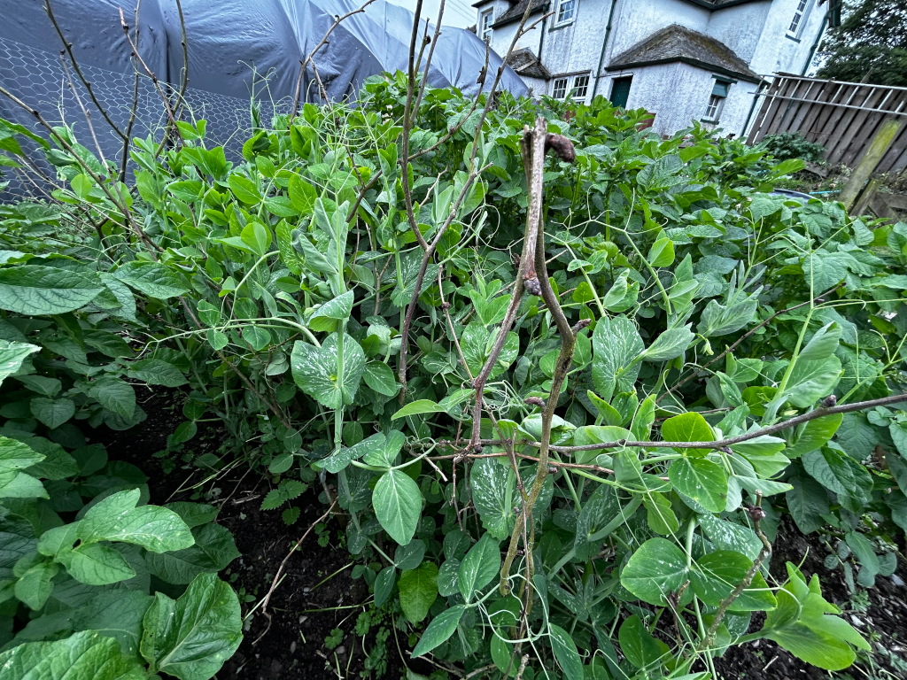Lush, overgrown pea plant in a garden. The pea plants are supported by a rustic framework of wooden stakes and chicken wire. The plants are thriving and appear healthy, with many leaves and some pea pods visible. The background includes a partially visible building and a section of wooden fencing. A dark grey tarp is also partially visible in the upper left corner of the image. The overall impression is one of abundant growth in a possibly small-scale, home garden setting.