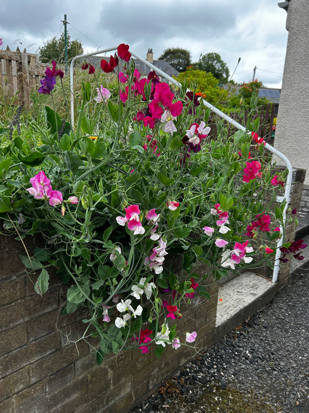 Vibrant display of sweet peas cascading down a brick wall. The flowers are a mix of colours, including various shades of pink, red, and white, creating a colourful and lush scene. The sweet peas are growing abundantly, spilling over the wall and down the steps. The background includes a portion of a fence, some greenery, and a glimpse of a house, suggesting a garden setting.
