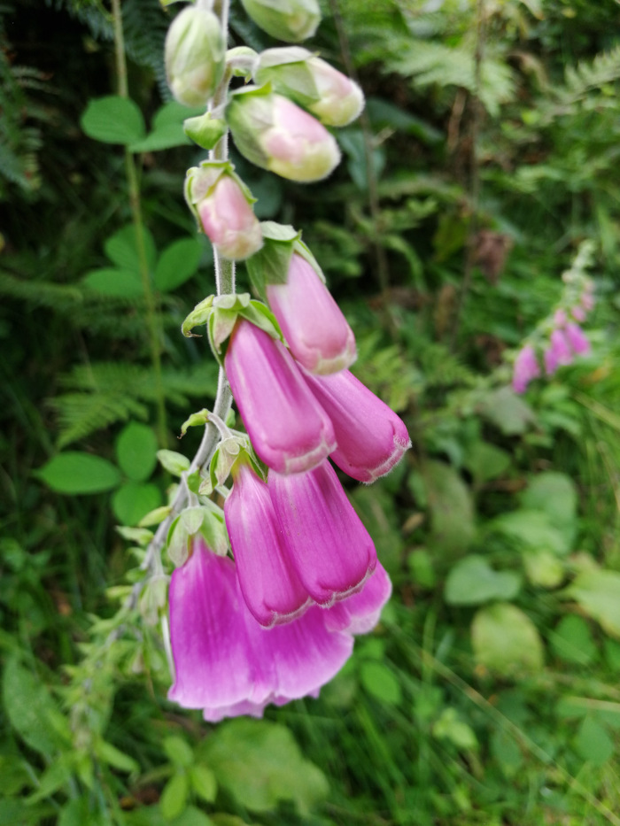 Pink and White Fox gloves