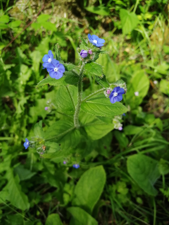 Small blue and white flowers