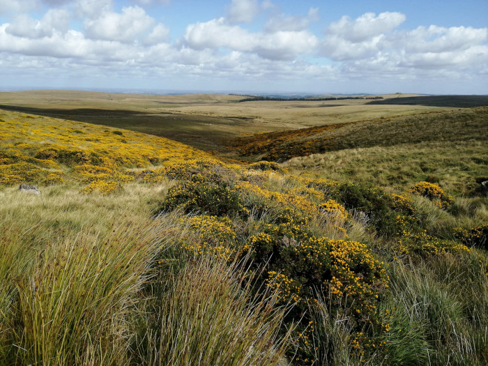 Dartmoor