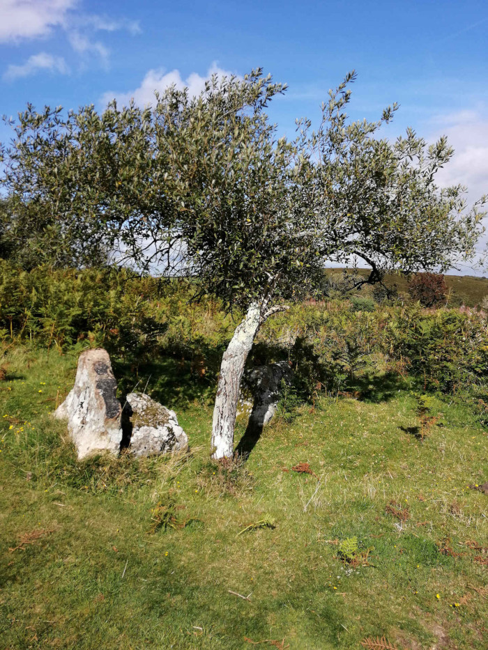 Mardon Down Stone Circle