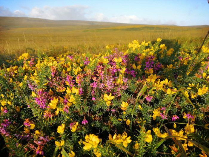 Dartmoor