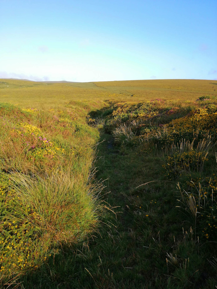 Dartmoor