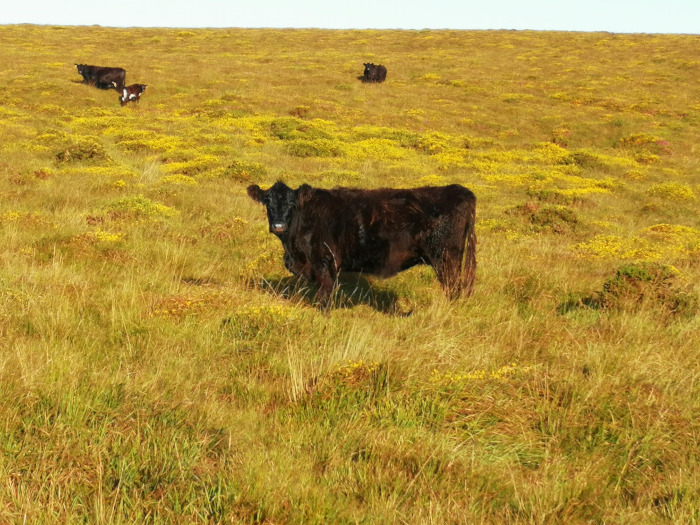 Dartmoor