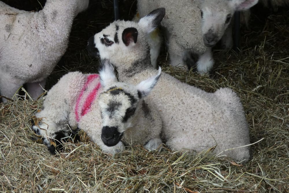 Lambs post image