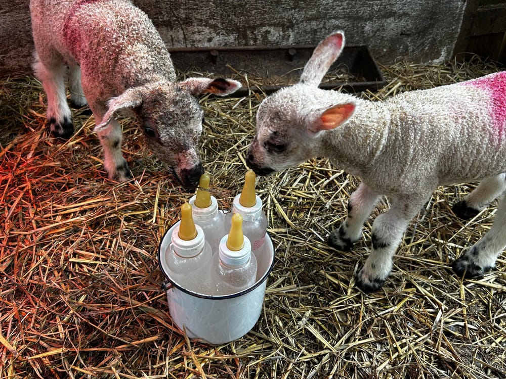 Lambing post image