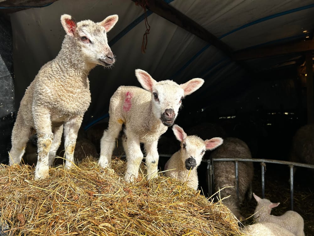 Lambing post image