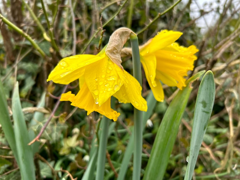 Daffodils post image